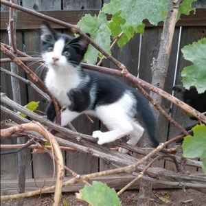 Meet your Posher, Yonah